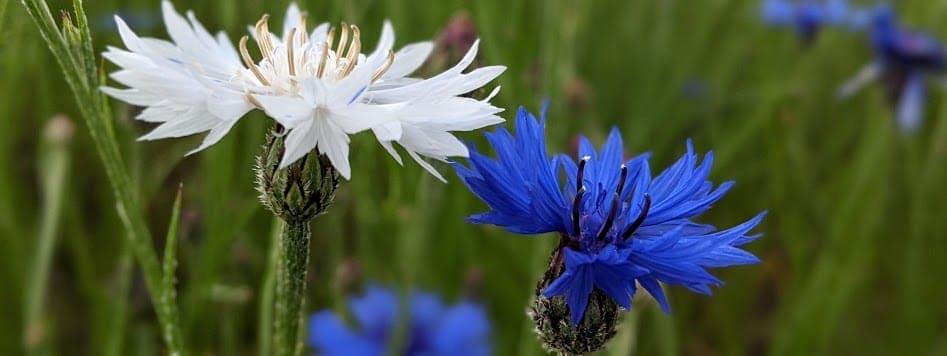 Viktoria bobytska (7)